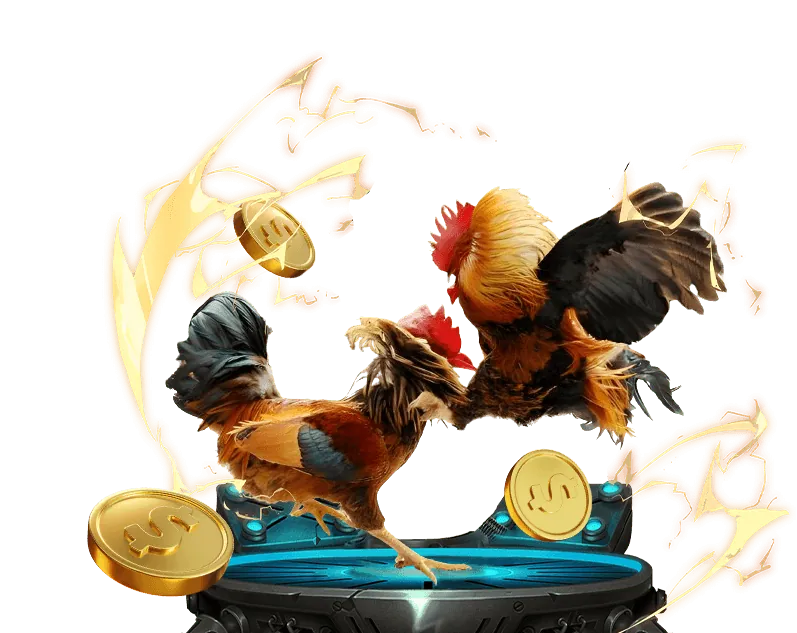 Trận đấu đá gà trực tiếp kịch tính